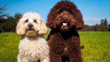 Lagotto Romagnolo vs Poodle