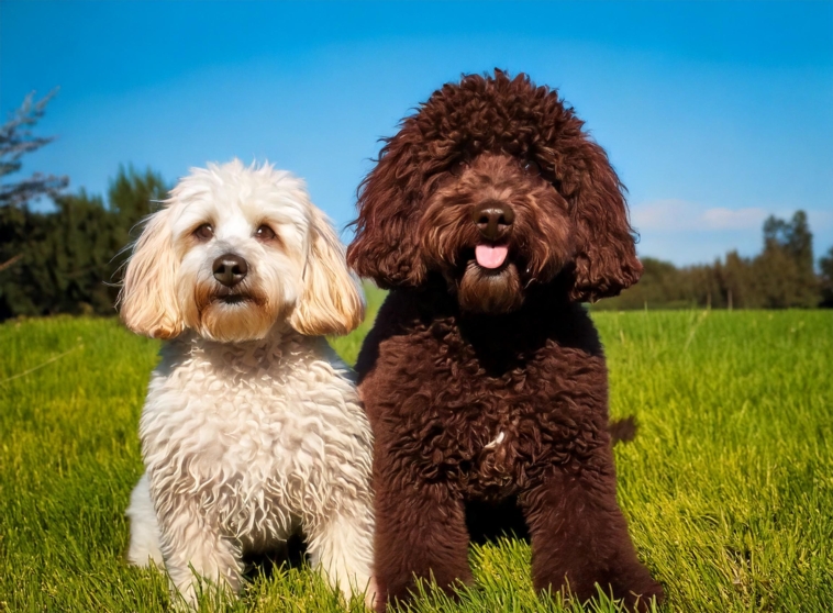 Lagotto Romagnolo vs Poodle