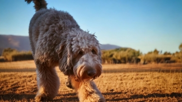 Lagotto Socialization polls