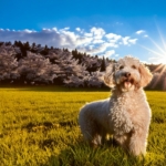 Lagotto’s Favorite Season