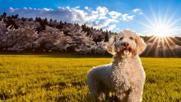 Lagotto’s Favorite Season