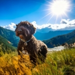 Life Of Lagotto Romagnolo