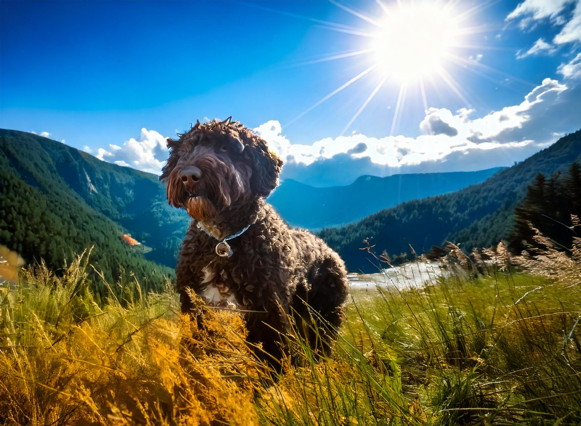 Life Of Lagotto Romagnolo