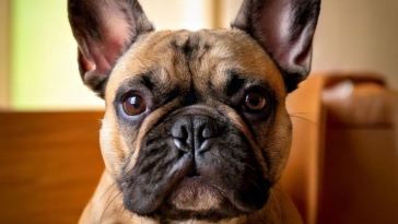 Living with a French Bulldog: A Journey from Puppyhood to Adulthood