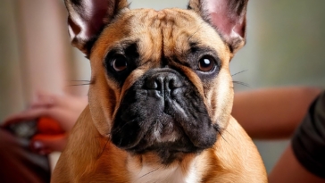 Living with French Bulldogs: Expert Insights on Training and Care