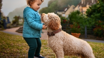 Introducing Your Lagotto Romagnolo to a New Baby