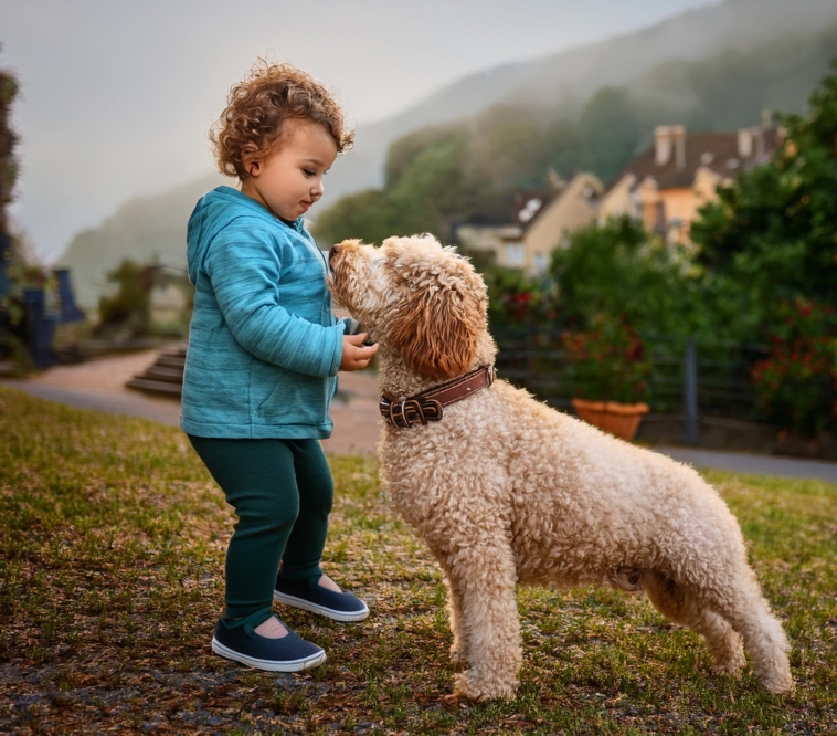 Introducing Your Lagotto Romagnolo to a New Baby