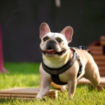 Mastering French Bulldog Training