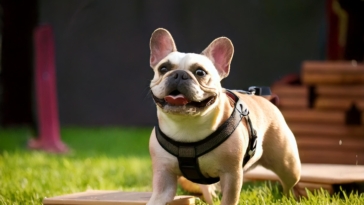 Mastering French Bulldog Training