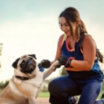 Mastering Pug Training