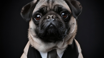 Men in Black Pug