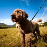 How to Train Your Lagotto Romagnolo: Essential Tips for New Owners