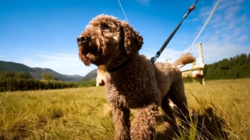 How to Train Your Lagotto Romagnolo: Essential Tips for New Owners