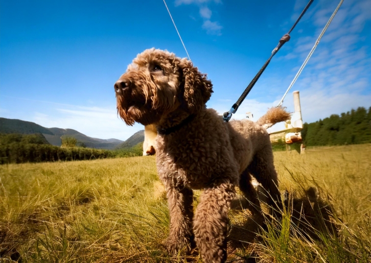 How to Train Your Lagotto Romagnolo: Essential Tips for New Owners