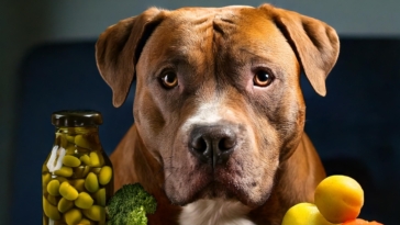 Nutrition for Your Pitbull