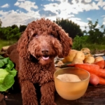 Nutritional Tips for Lagotto Romagnolo