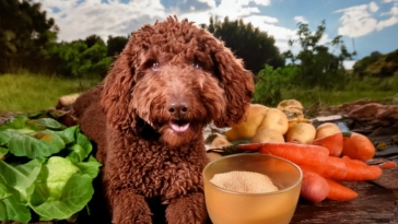 Nutritional Tips for Lagotto Romagnolo