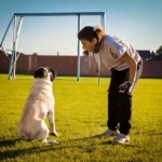 Obedience Training Your Pug