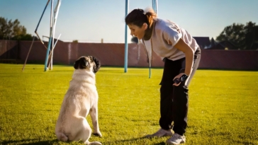 Obedience Training Your Pug