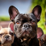 Past of French Bulldogs