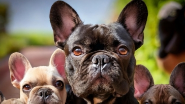 Past of French Bulldogs