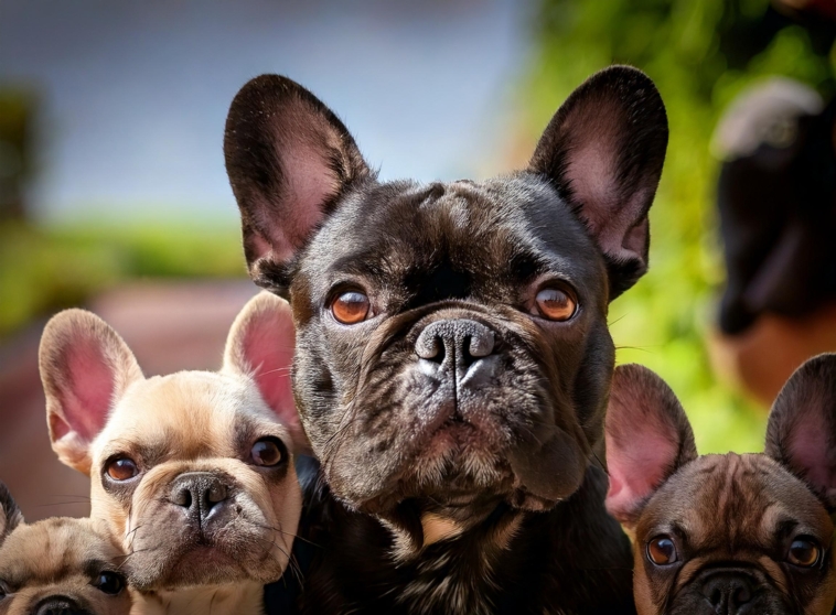 Past of French Bulldogs