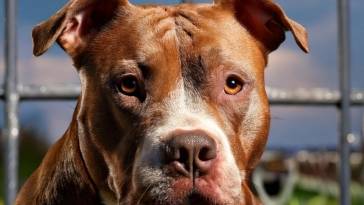 Pit Bull Breed Standard