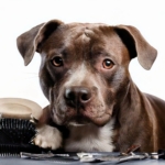 Pit Bull Grooming Essentials