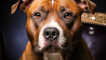 Pit Bull Movies and Shows