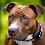 Pit Bull Rescue Organizations Quiz