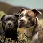 Pit Bulls and Parolees