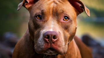 Pitbull Dog for Better Behavior