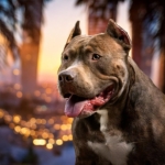 pitbull in Hollywood