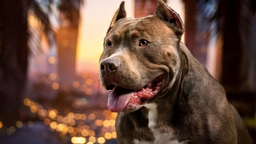 pitbull in Hollywood