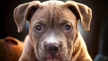 Pitbull Puppies in Common Diseases