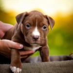 Pitbull Puppy Care