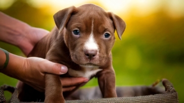 Pitbull Puppy Care