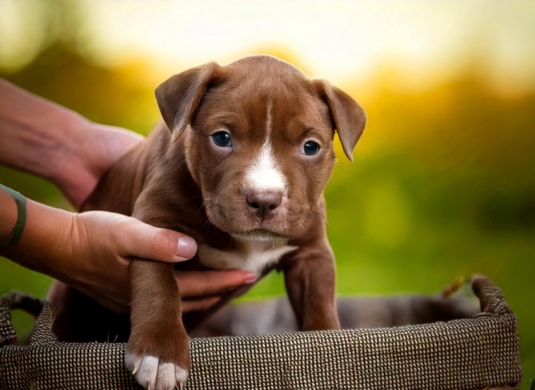 Pitbull Puppy Care