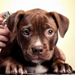 Pitbull Puppy Grooming