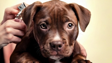 Pitbull Puppy Grooming