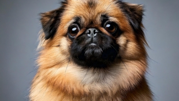 Pomeranian Pug Mix