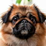 Pomeranian pug mix