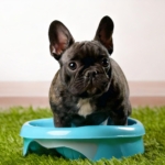 Potty Train Your French Bulldog