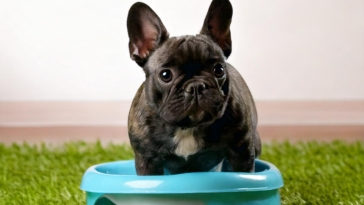 Potty Train Your French Bulldog