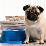 Potty Train Your Pug