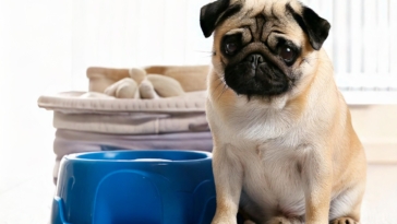 Potty Train Your Pug