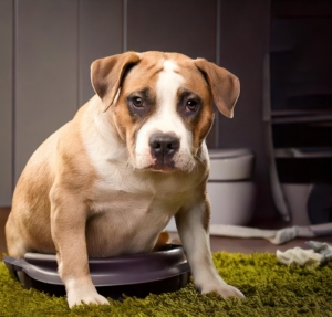 potty training pitbull