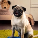 Potty Training Their Pug