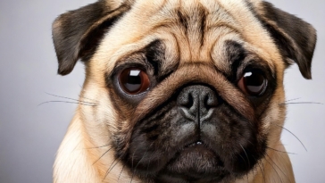 Pug Age Quiz