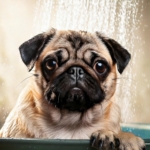 Pug Bath Time